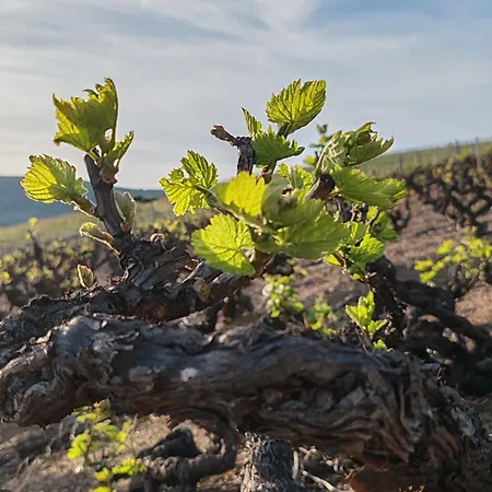 Le Studio Du Beaujolais بيت للعطل Chiroubles